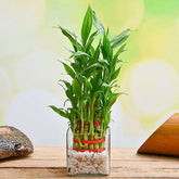 Wish Good Fortune with 3 Layer Lucky bamboo in Glass Vase with Pebbles